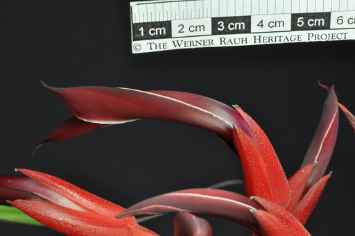 Rauh 52808 | HEID 104242