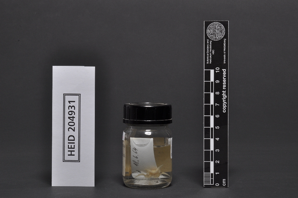Rauh Ke867 | HEID 204931