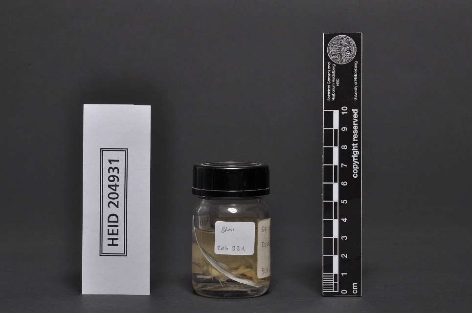 Rauh Ke867 | HEID 204931